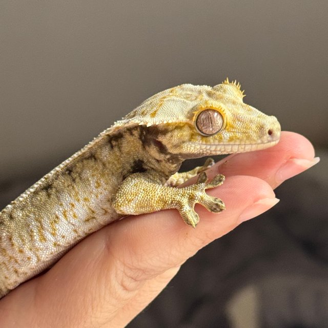 노멀 드리피 화이트스팟