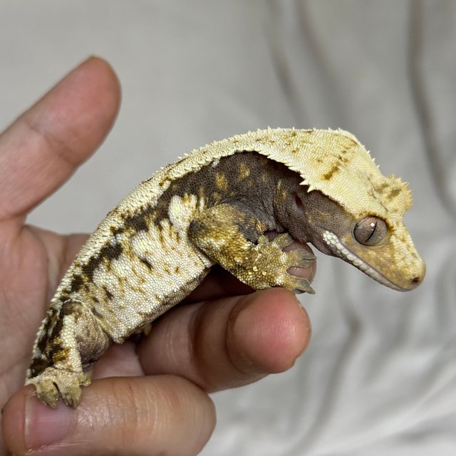 노멀 드리피 화이트스팟