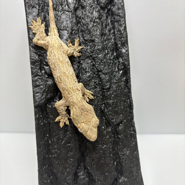 누아나 하이 컬러