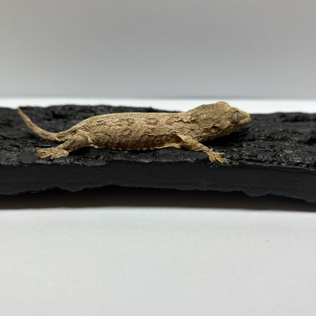 누아나 하이 컬러