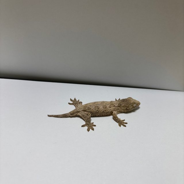 누아나 하이 컬러