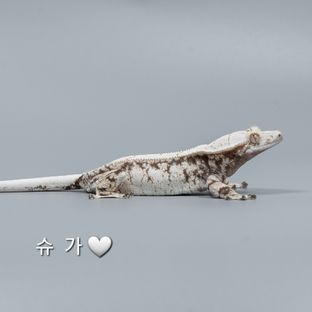 슈가
