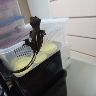 다크 아잔틱