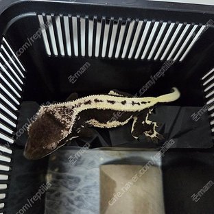 릴잔틱 다크