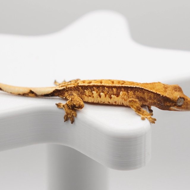 노멀 익스트림할리퀸 트라이 텐저린