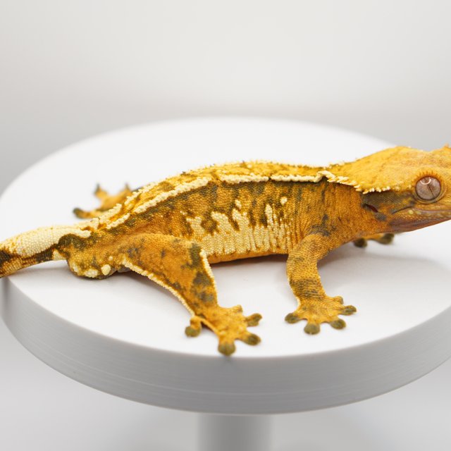 노멀 익스트림할리퀸 텐저린 트라이