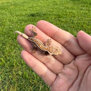 노멀 핀스트라이프 화이트핀