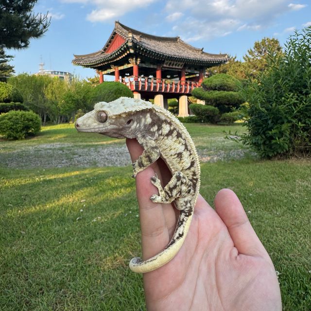 노멀 드리피 화이트포트홀