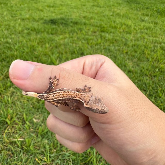 슈퍼스트라이프 풀핀 엠티백 쿼드