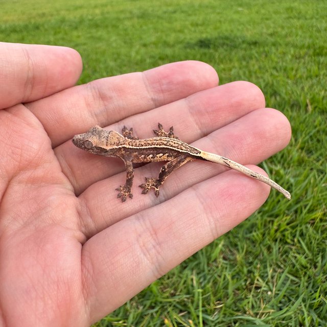 슈퍼스트라이프 풀핀 엠티백 쿼드