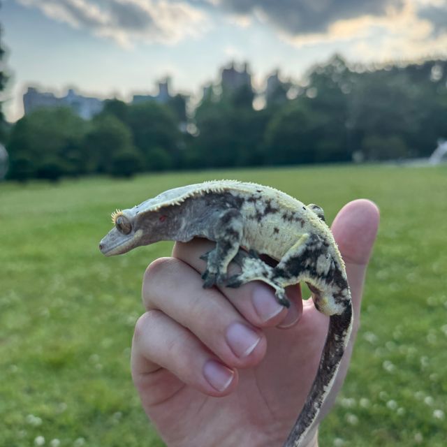 노멀 드리피 젠젝스 화이트스팟