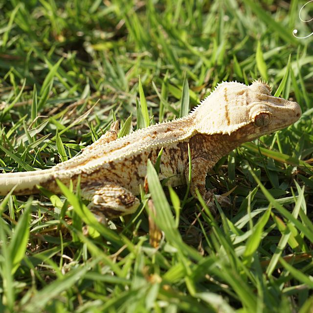 릴리화이트 트라이 드리피 레드 판다