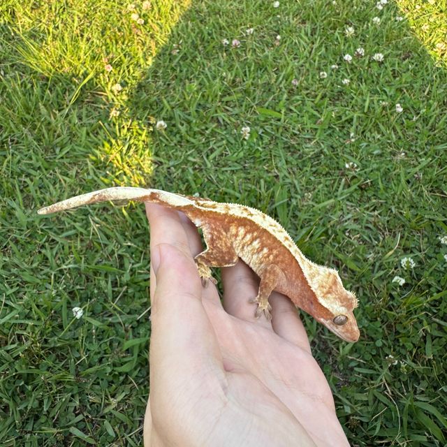 노멀 드리피 레드