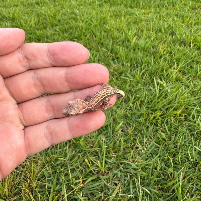 슈퍼스트라이프 풀핀 엠티백 쿼드