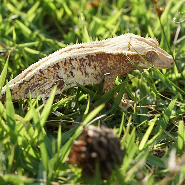 릴리화이트 트라이 드리피 레드 판다