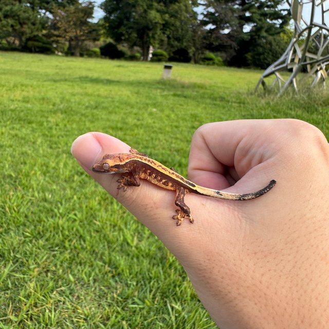 노멀 풀핀 핀스트라이프