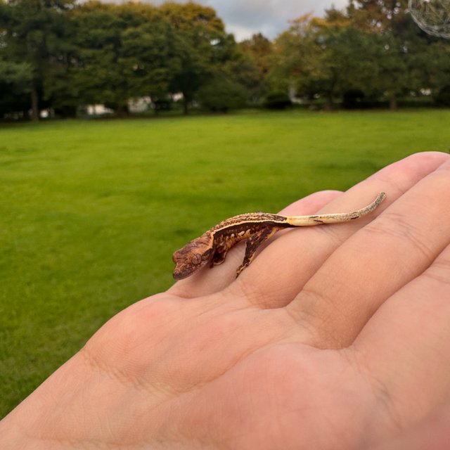 노멀 슈퍼스트라이프 엠티백 핀스트라이프 풀핀