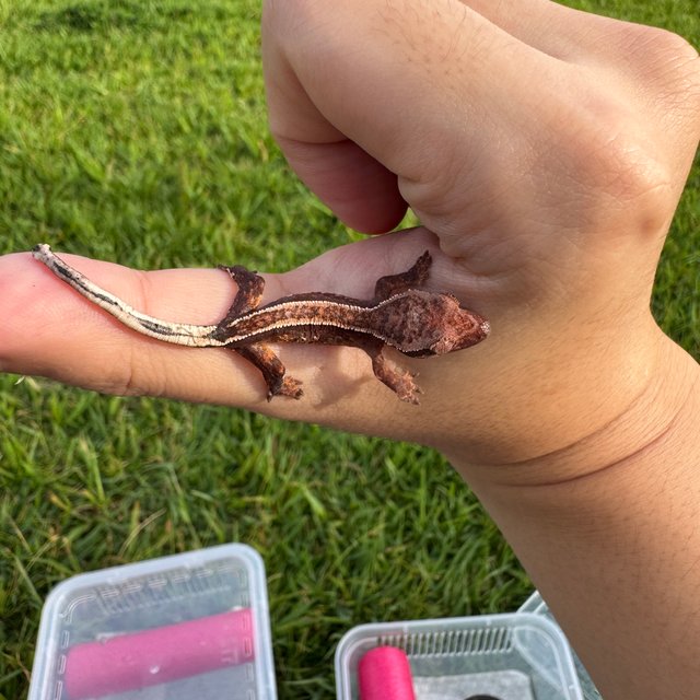 노멀 엠티백 핀스트라이프