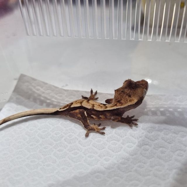 노멀