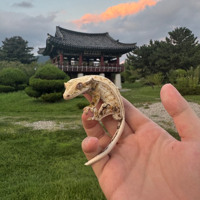 노멀 쿼드 풀핀