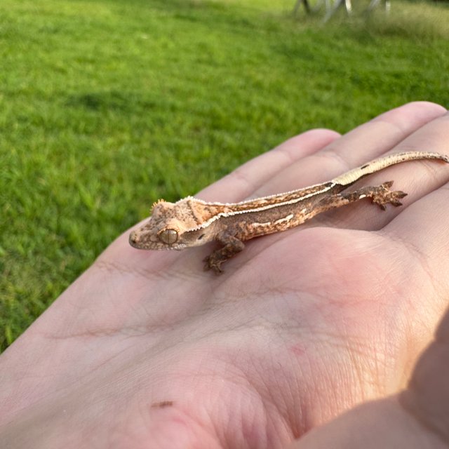 노멀 핀스트라이프 화이트핀