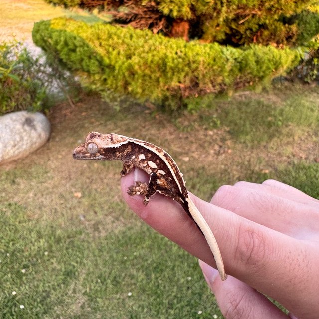 노멀 핀스트라이프 화이트포트홀 화이트스팟 바브