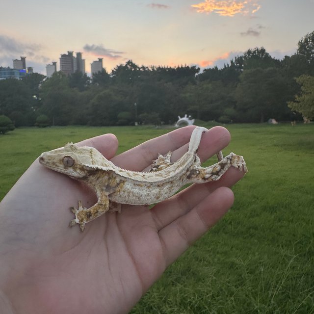 노멀 쿼드 풀핀