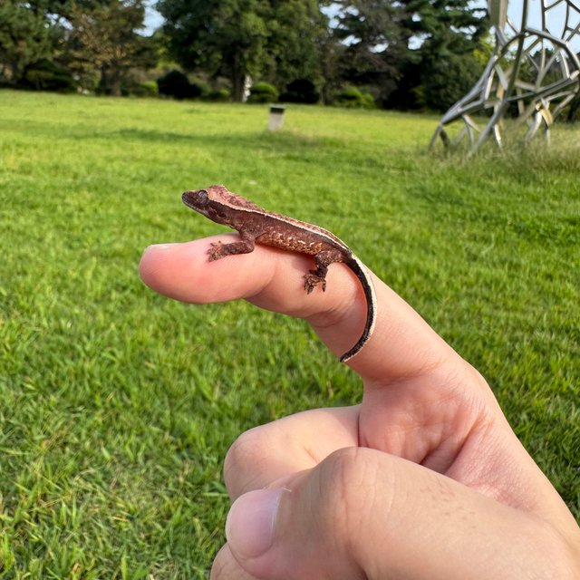 노멀 엠티백 핀스트라이프