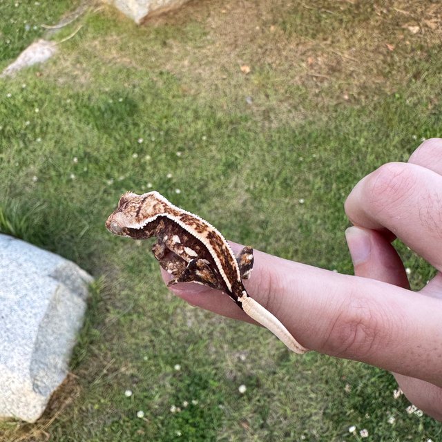 노멀 핀스트라이프 화이트포트홀 화이트스팟 바브