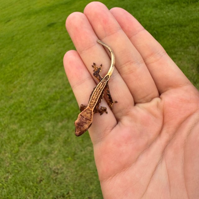 노멀 슈퍼스트라이프 엠티백 핀스트라이프 풀핀
