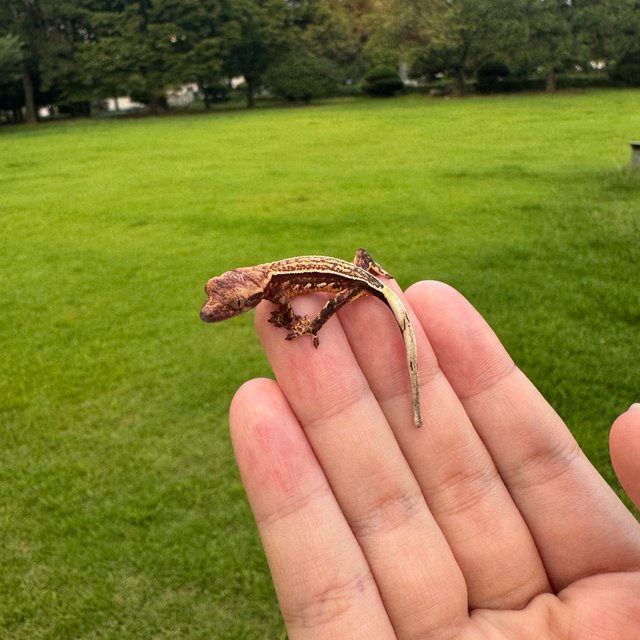 노멀 슈퍼스트라이프 엠티백 핀스트라이프 풀핀