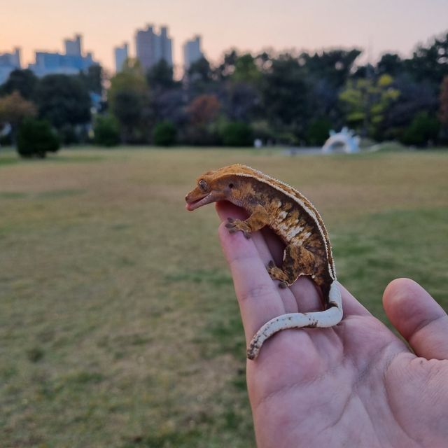 트라이