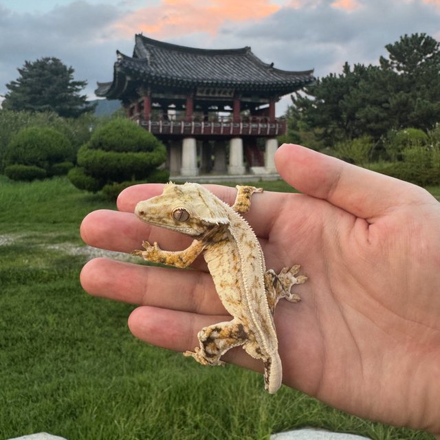 노멀 쿼드 풀핀