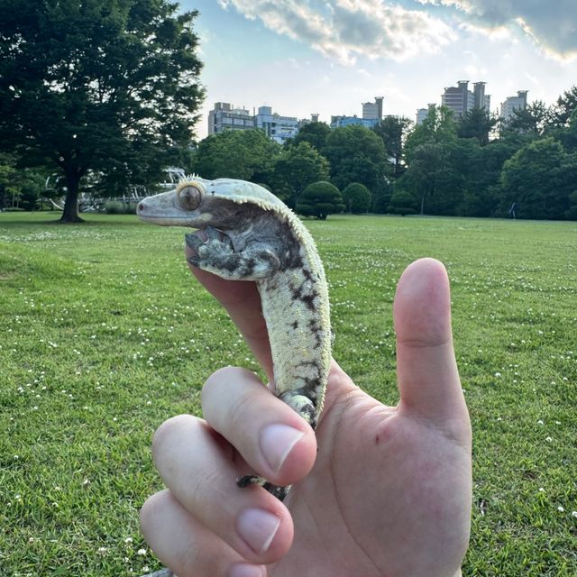 노멀 드리피 젠젝스 화이트스팟