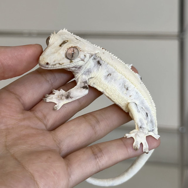 릴리화이트 트라이