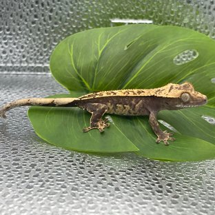 100%헷아잔틱 쿼드 핀스트라이프