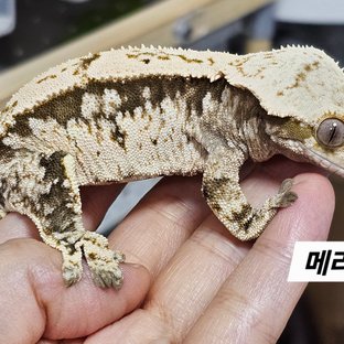 메리
