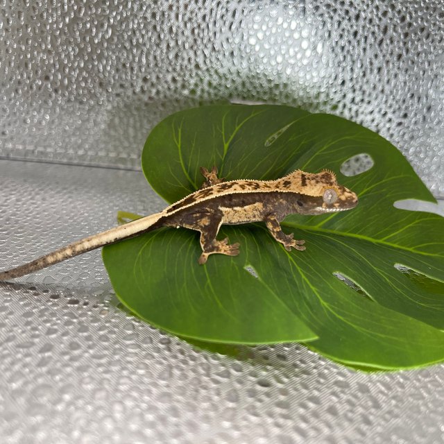 100%헷아잔틱 쿼드 풀핀