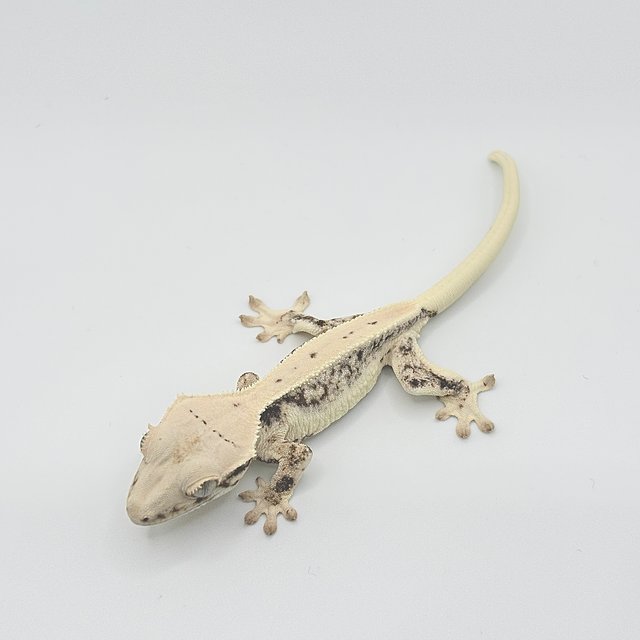 드리피 화이트스팟 풀핀 릴리화이트