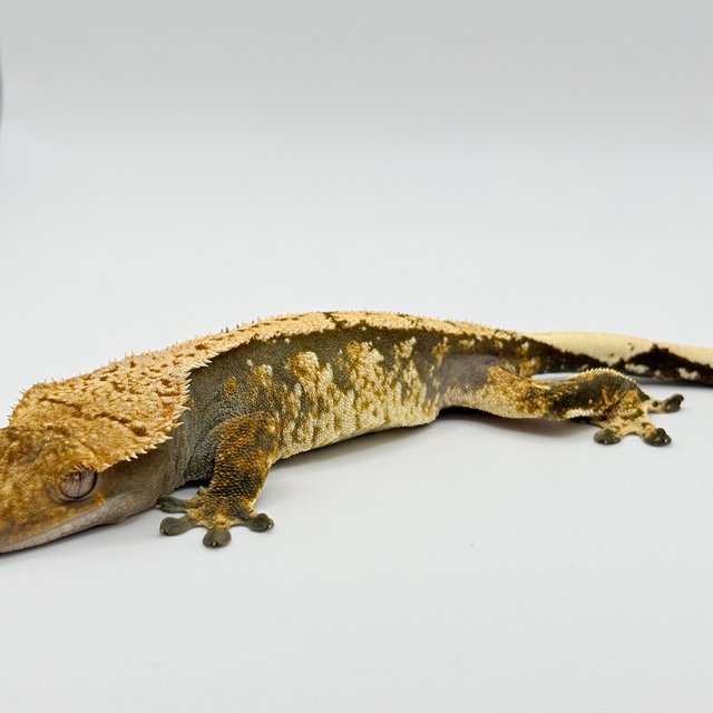 트라이 익스트림할리퀸 화이트스팟 노멀