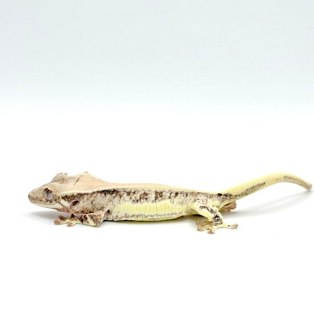 드리피 쿼드 풀핀 화이트스팟 릴리화이트