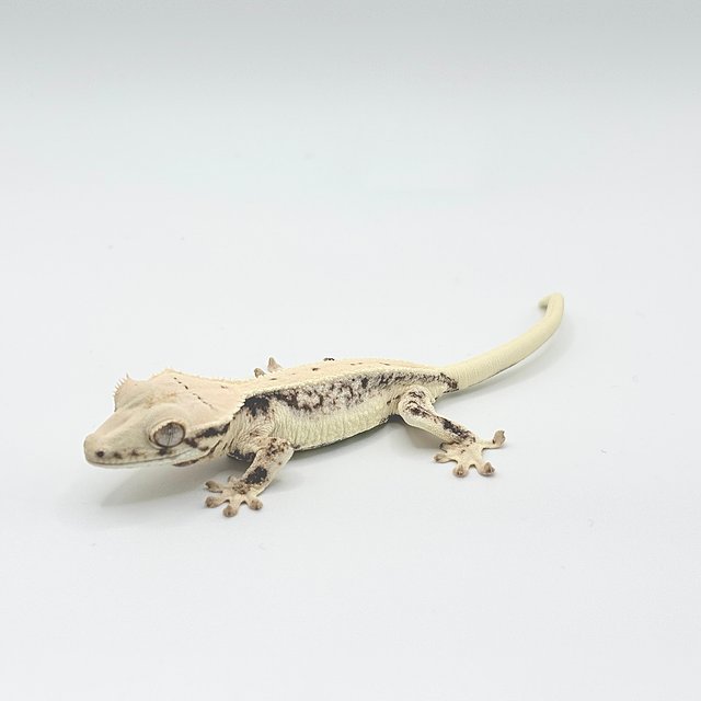 드리피 화이트스팟 풀핀 릴리화이트