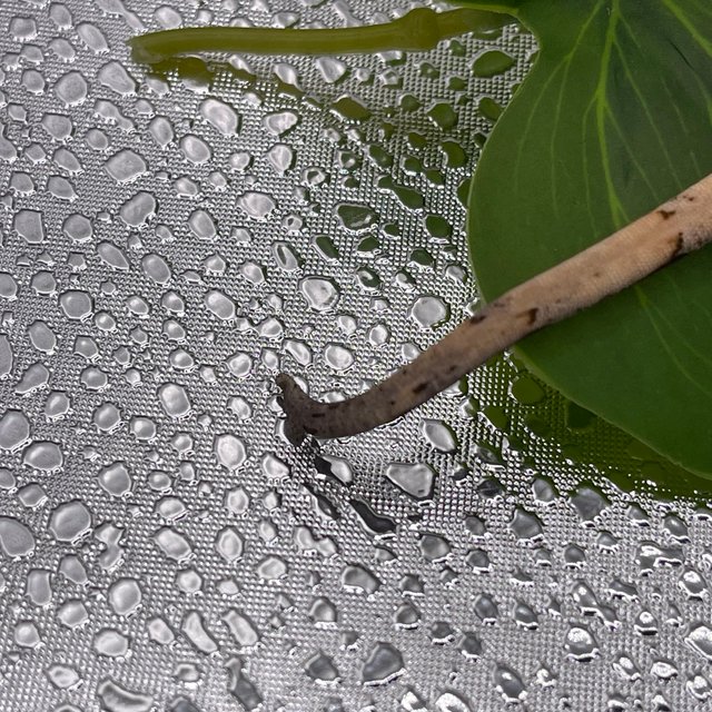 100%헷아잔틱 쿼드 핀스트라이프