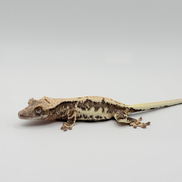 릴리100%헷아잔틱