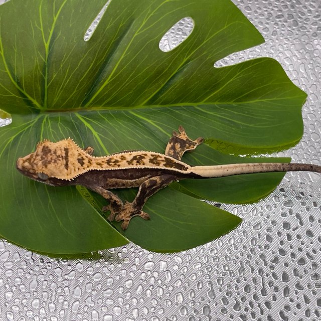 100%헷아잔틱 쿼드 풀핀