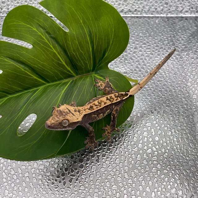 100%헷아잔틱 쿼드 핀스트라이프