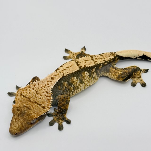 트라이 익스트림할리퀸 화이트스팟 노멀