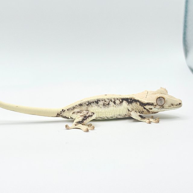 드리피 화이트스팟 풀핀 릴리화이트