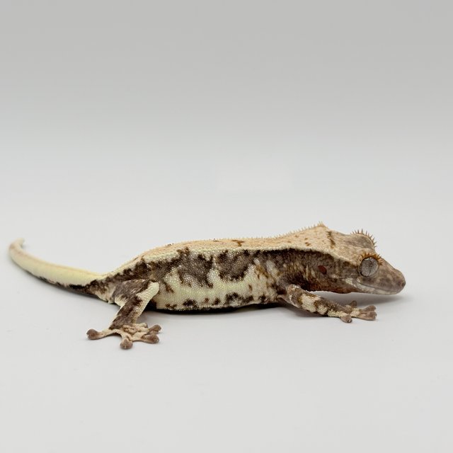 릴리100%헷아잔틱