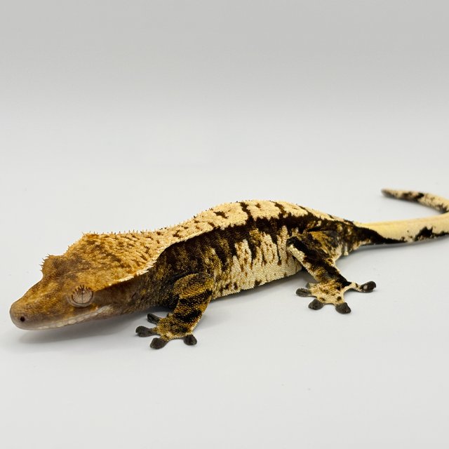 트라이 익스트림할리퀸 타이거 노멀